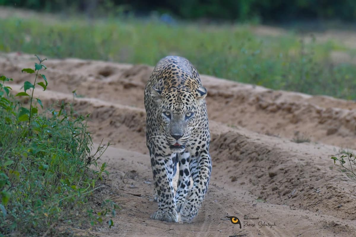 Tiger in Wilpattu