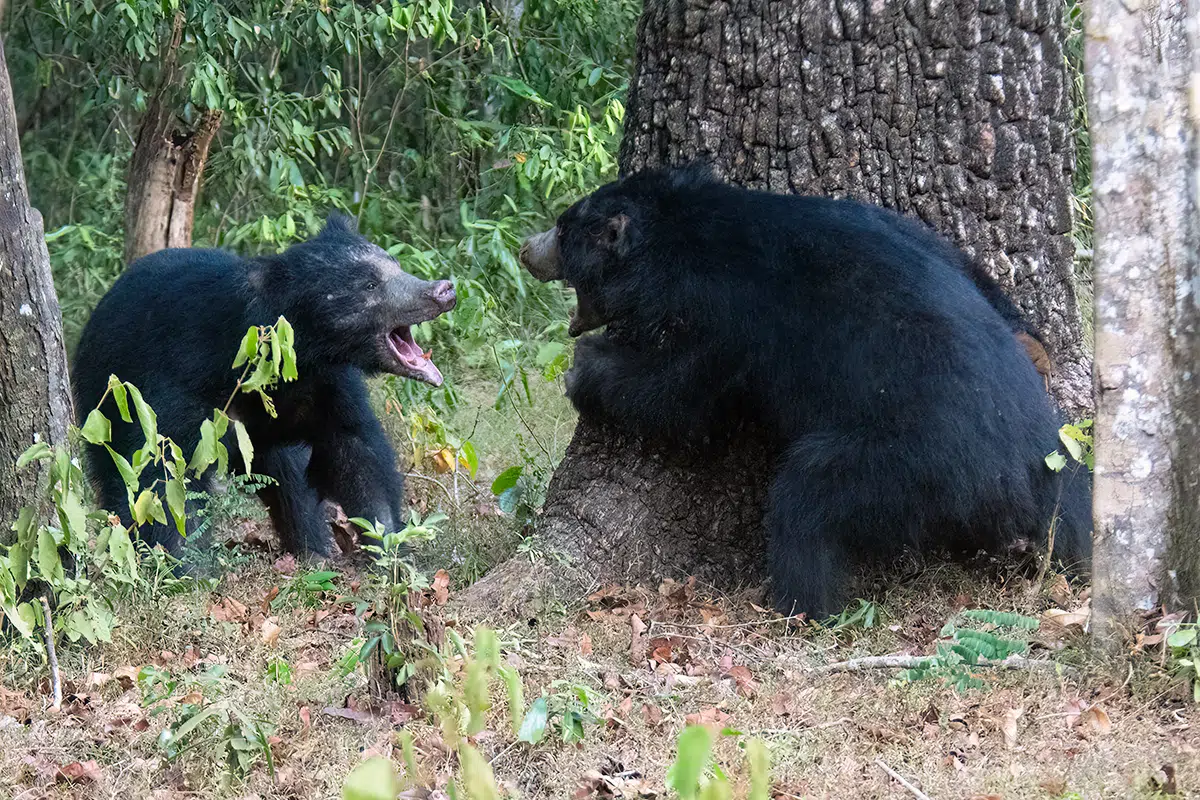 Sloth Bear