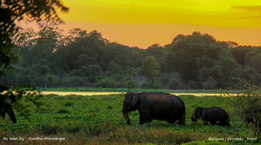 Wilpattu Game Drive