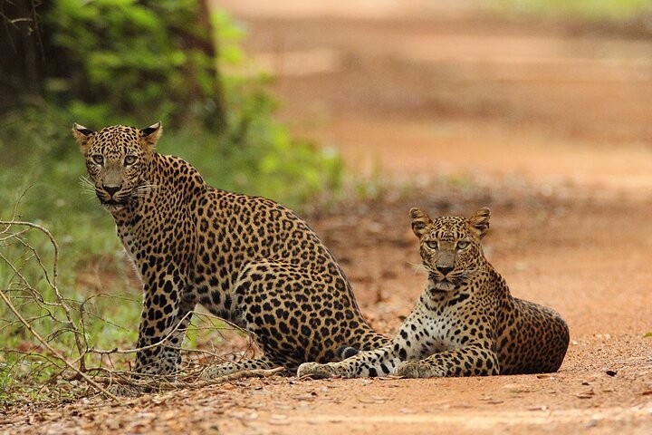 Safari Adventure
