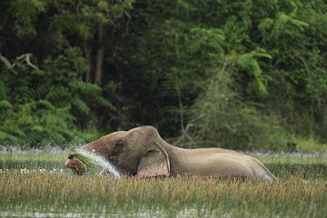 Safari Group