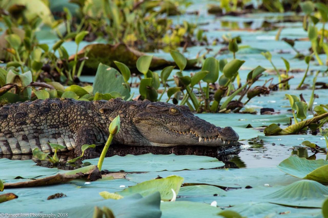 Wildlife