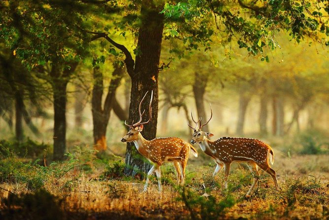 Wilpattu Wildlife